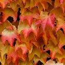 Parthenocissus tricuspidata Purpurea-AdobeStock_678163985.webp