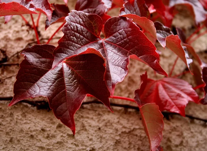 Parthenocissus tricuspidata Purpurea-AdobeStock_93644.webp