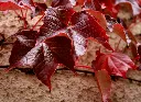 Parthenocissus tricuspidata Purpurea-AdobeStock_93644.webp