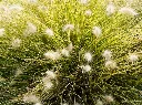 Pennisetum alopecuroides Little Bunny-AdobeStock_378158508.webp