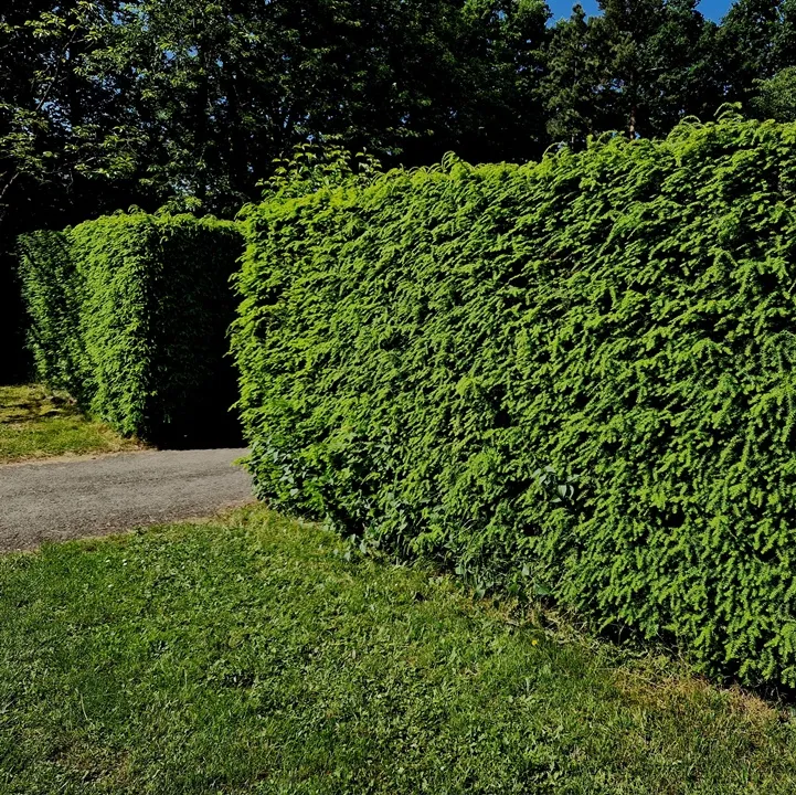 Taxus baccata-if-AdobeStock_622261862.webp
