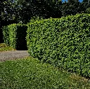 Taxus baccata-if-AdobeStock_622261862.webp