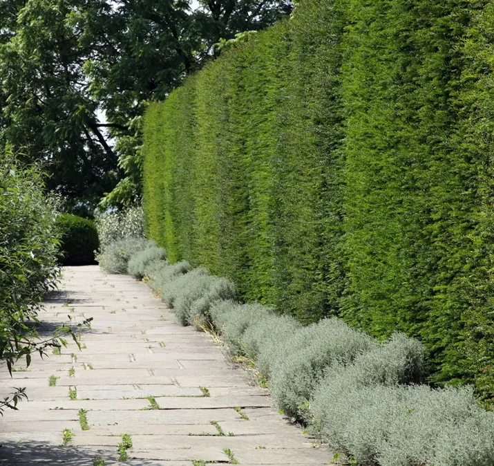 Taxus baccata-if-AdobeStock_586341308.webp
