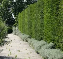 Taxus baccata-if-AdobeStock_586341308.webp
