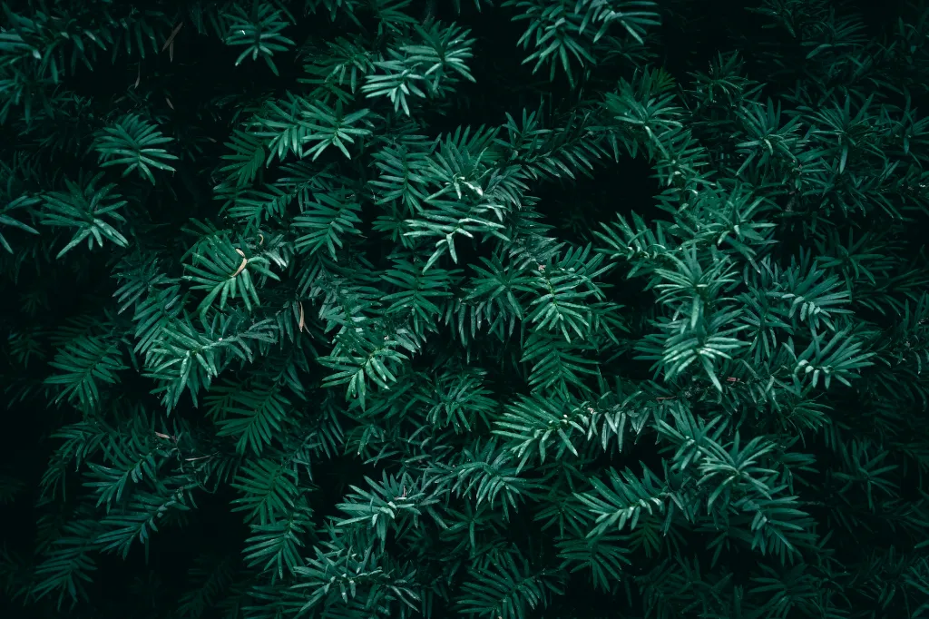 unsplash_L1UGEpUGp8s_taxus baccata.webp