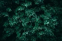 unsplash_L1UGEpUGp8s_taxus baccata.webp