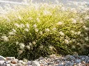 Pennisetum alopecuroides Little Bunny-AdobeStock_378161504.webp