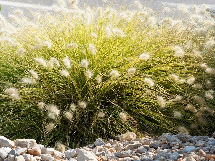 Pennisetum alopecuroides Little Bunny-AdobeStock_378161504.webp