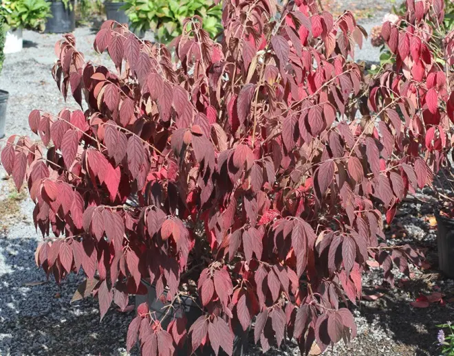 Viburnum plicatum Tomentosum aut.webp