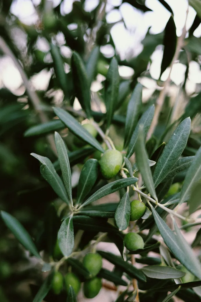 unsplash_sOndpGS-rZc_agrumes.jpg.webp