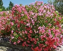 nerium oleander -AdobeStock_162524253.webp