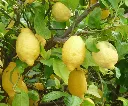 citron-jaune--AdobeStock_166928876.webp