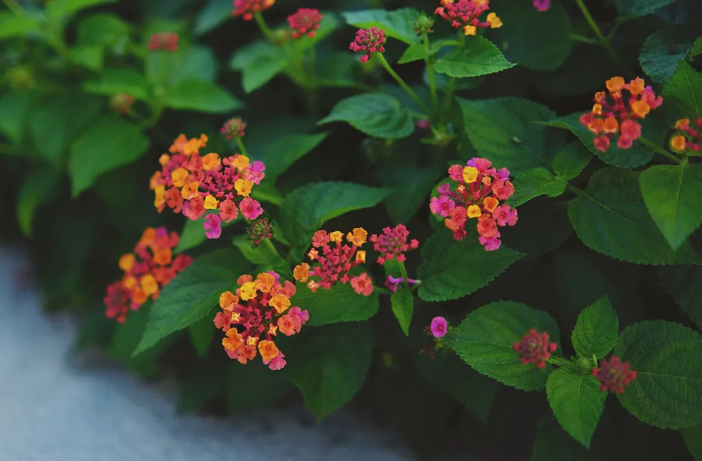 unsplash_x3AZeAKrjXU_lantana.jpg.webp