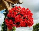 begonia-pendula-AdobeStock_164401961.webp