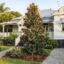 Magnolia grandiflora Kay Paaris.webp