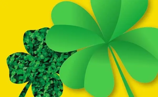 clover-barenbrug-2.webp