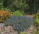 Lithodora Heavenly Blue-AdobeStock_501929326.webp