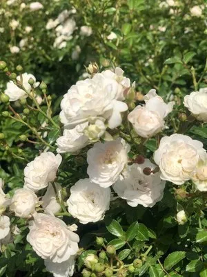 Rosier Fairy White.webp