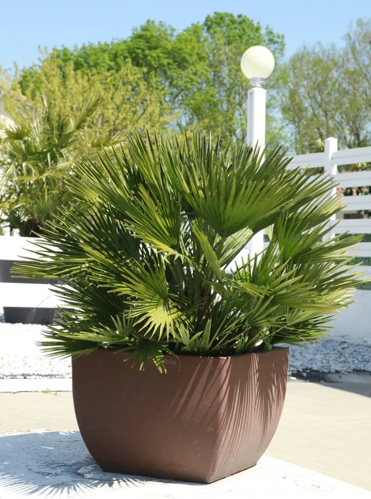 Chamaerops humilis Compacta-AdobeStock_203574440.webp