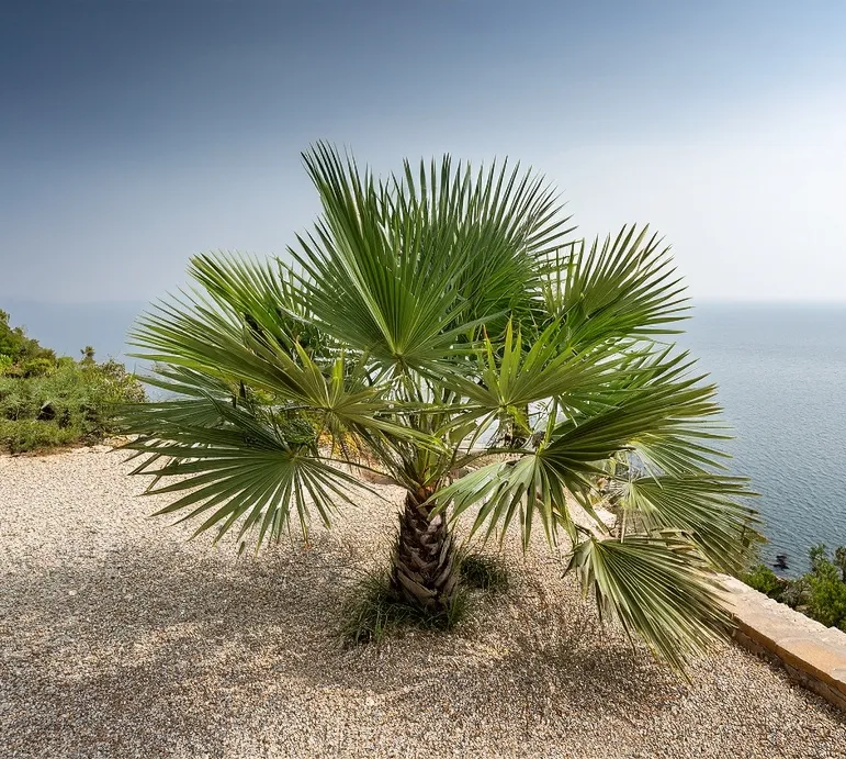 Chamaerops humilis Compacta-AdobeStock_1901091442.webp