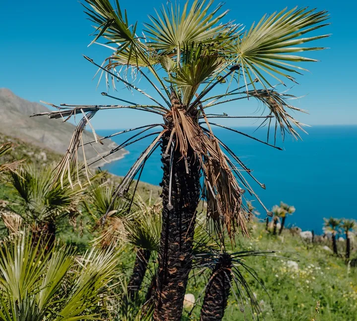 Chamaerops humilis-AdobeStock_2072668797.webp