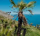 Chamaerops humilis-AdobeStock_2072668797.webp