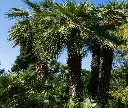 Chamaerops humilis-AdobeStock_458131200.webp