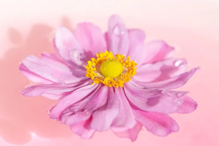 Anemone Japonica Bressingham Glow-AdobeStock_382449531.webp