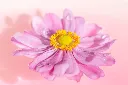 Anemone Japonica Bressingham Glow-AdobeStock_382449531.webp