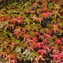 Acer palmatum Beni Maiko-2.webp