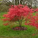 Acer palmatum Beni Maiko-aut.webp