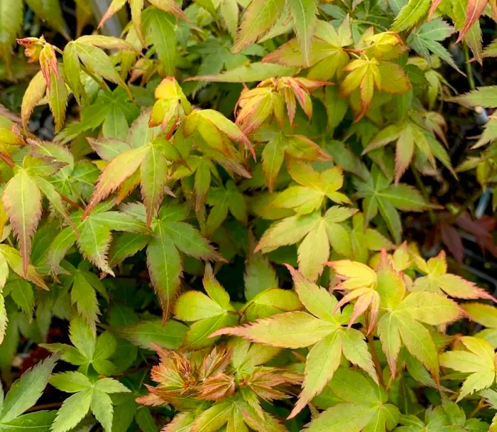 Acer palmatum Pittle Princess -1.webp