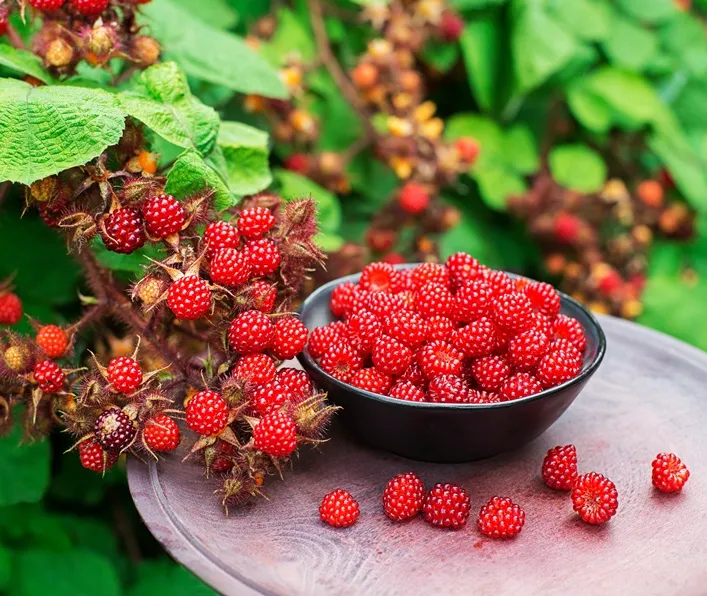 Rubus phoenicolasius-AdobeStock_1566306114.webp