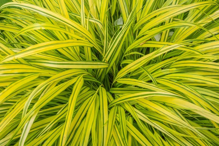 Hakonechloa macra Aureola-AdobeStock_357463650.webp