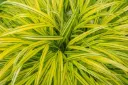 Hakonechloa macra Aureola-AdobeStock_357463650.webp