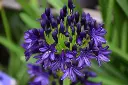 royal_velvet_2.webp