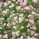 Spiraea japonica Little Princess.webp