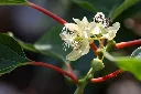 Actinidia arguta 'Nostino'-AdobeStock_606816664.webp