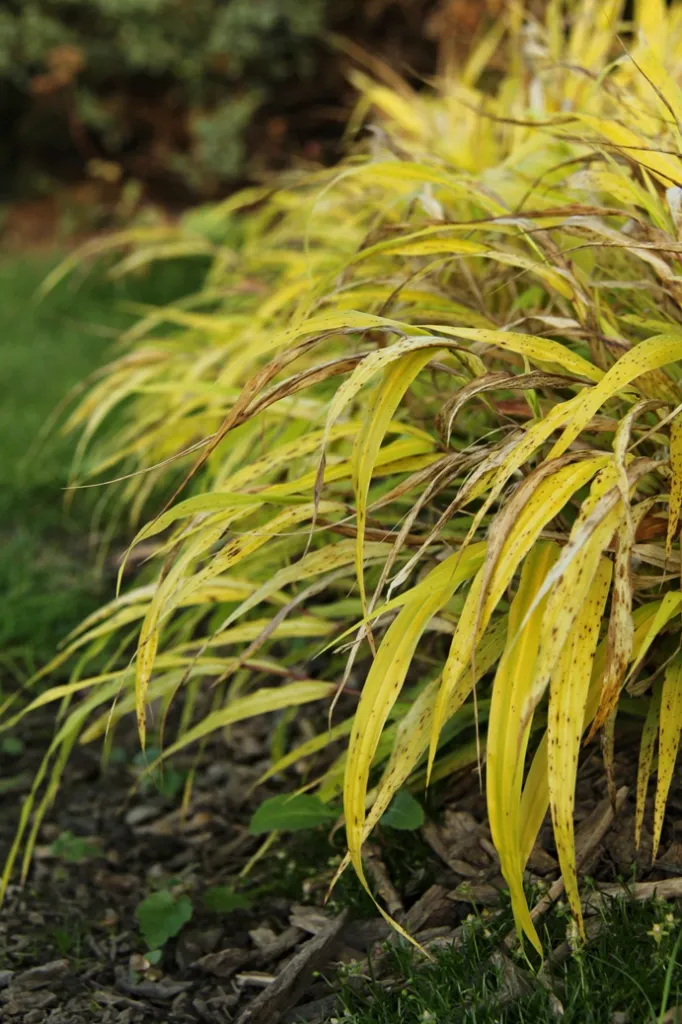 Hakonechloa macra All Gold -AdobeStock_228165679.webp