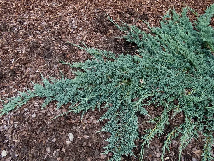 Juniperus horizontalis Wiltonii-AdobeStock_650852557.webp