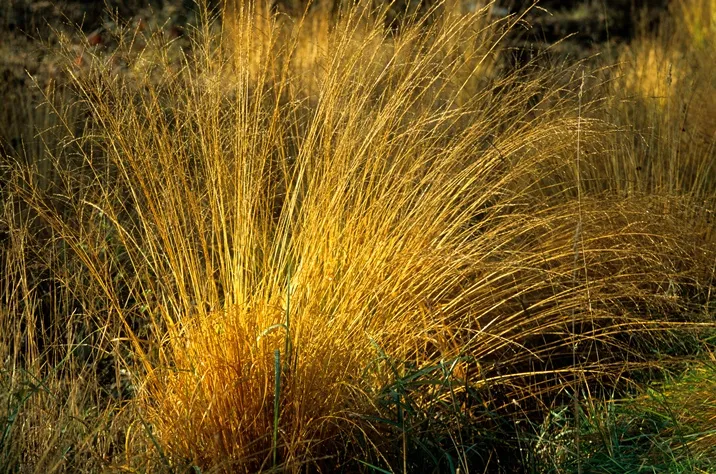Molinia caerulea 'Heidezwerg'-AdobeStock_710814383.webp