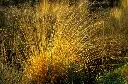 Molinia caerulea 'Heidezwerg'-AdobeStock_710814383.webp