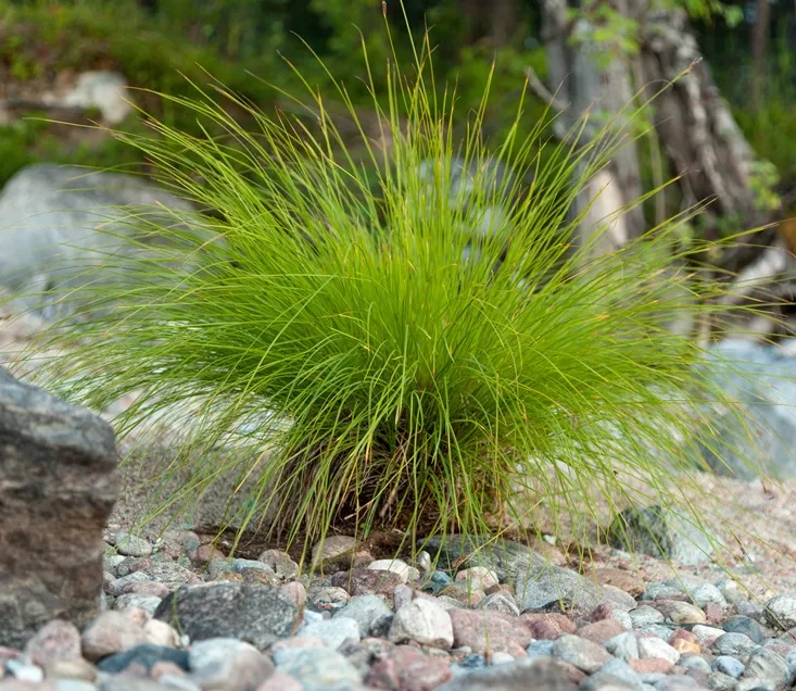 Molinia caerulea 'Heidezwerg'-AdobeStock_416826861.webp