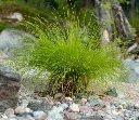 Molinia caerulea 'Heidezwerg'-AdobeStock_416826861.webp