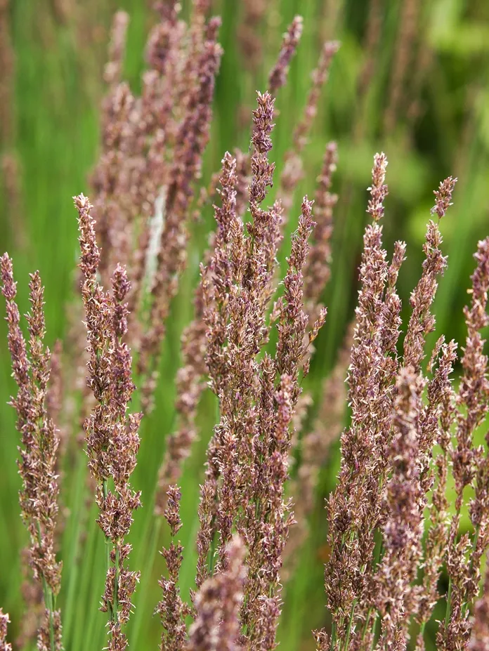 Molinia caerulea 'Moorhexe'-AdobeStock_626998115.webp