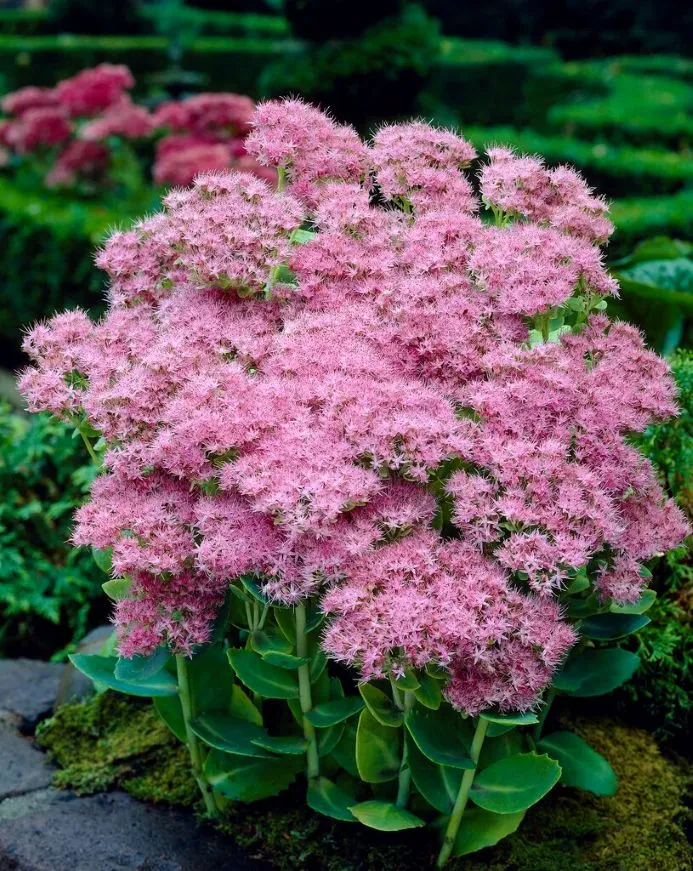 Sedum spectabile Brillant-1.webp