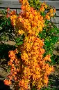 Acer palmatum Orange Dream-AdobeStock_1475429936.webp