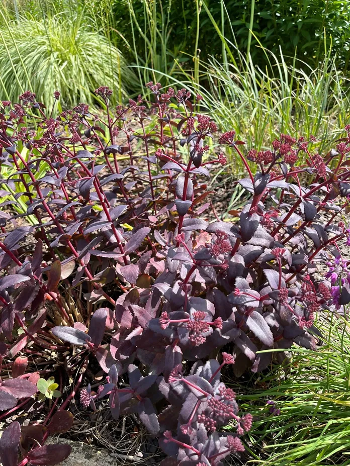 Sedum Purple Emperor -AdobeStock_1702543191.webp