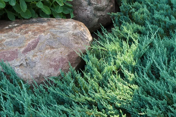 Juniperus sabina Tamariscifolia-AdobeStock_499681746.webp