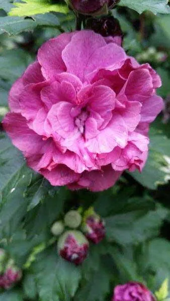 Hibiscus syriacus Duc de Brabant.webp